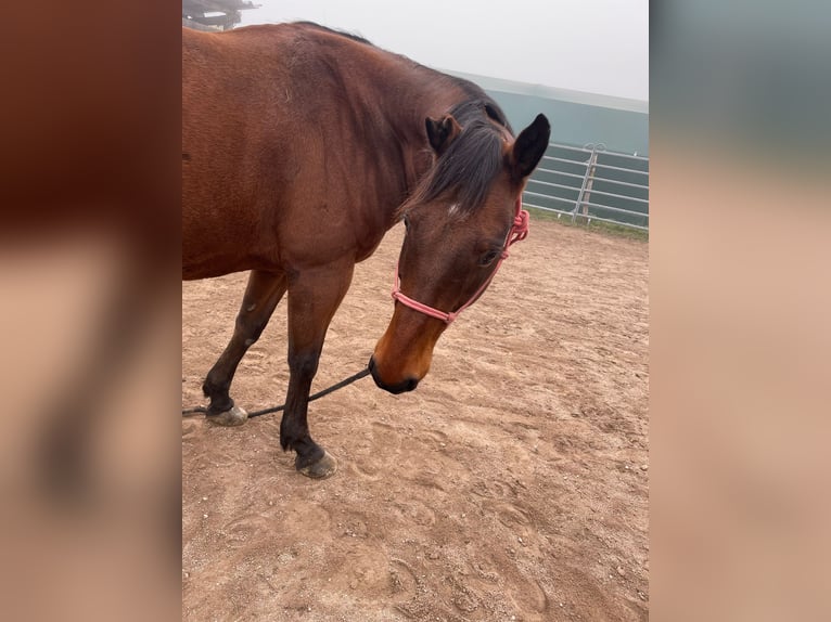 American Quarter Horse Gelding 10 years 14,2 hh Brown in Kleines Wiesental