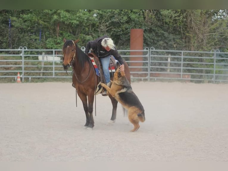 American Quarter Horse Gelding 10 years 14,2 hh Brown in Kleines Wiesental