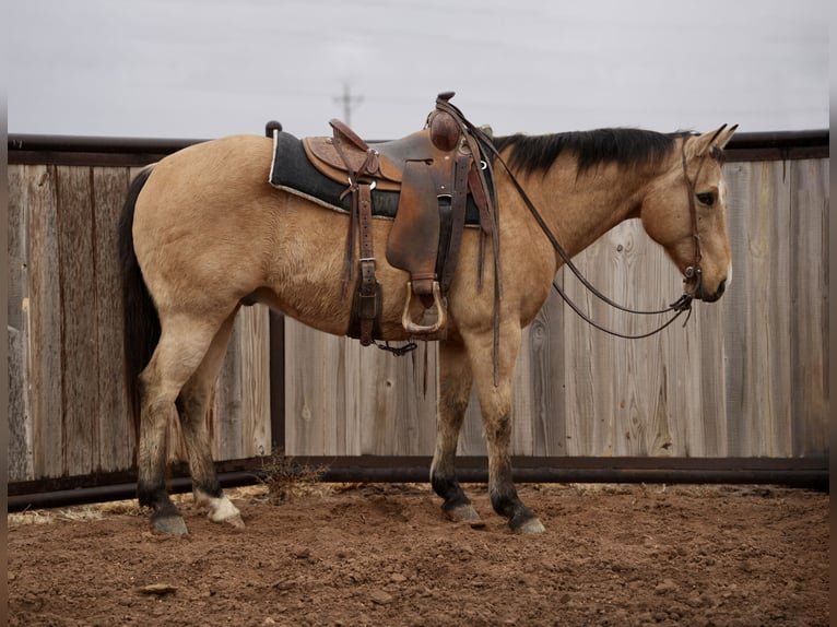 American Quarter Horse Gelding 10 years 14,2 hh Buckskin in Amarillo