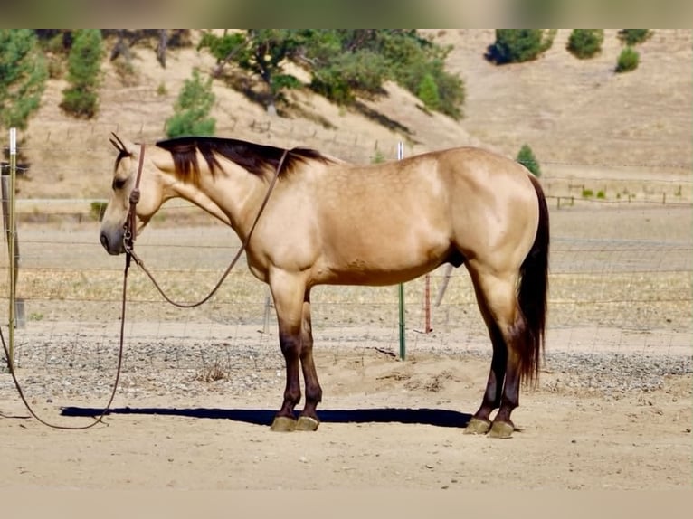 American Quarter Horse Gelding 10 years 14.2 hh Buckskin in Tres Pinos