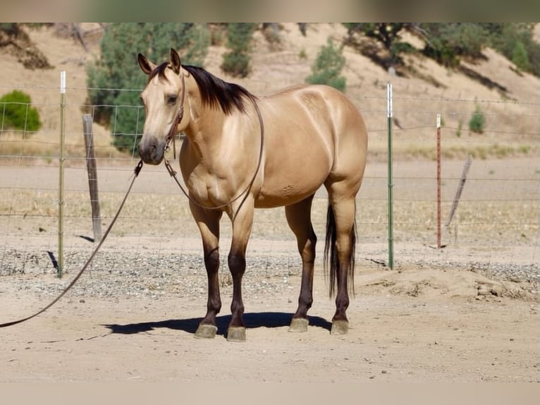American Quarter Horse Gelding 10 years 14.2 hh Buckskin in Tres Pinos