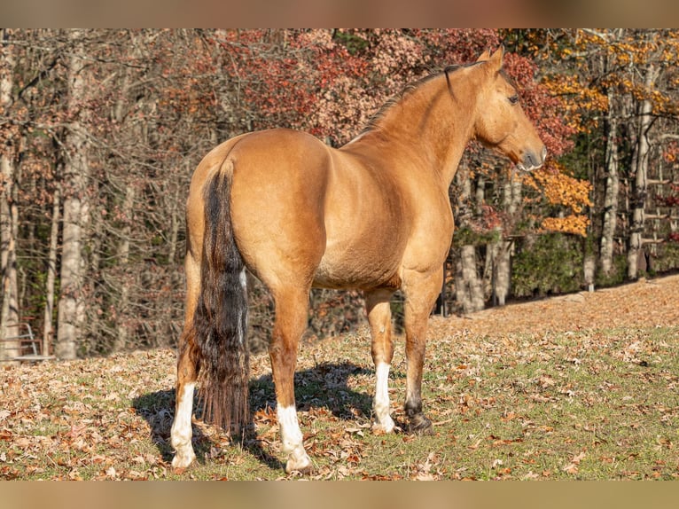 American Quarter Horse Gelding 10 years 14,2 hh Buckskin in Everett PA