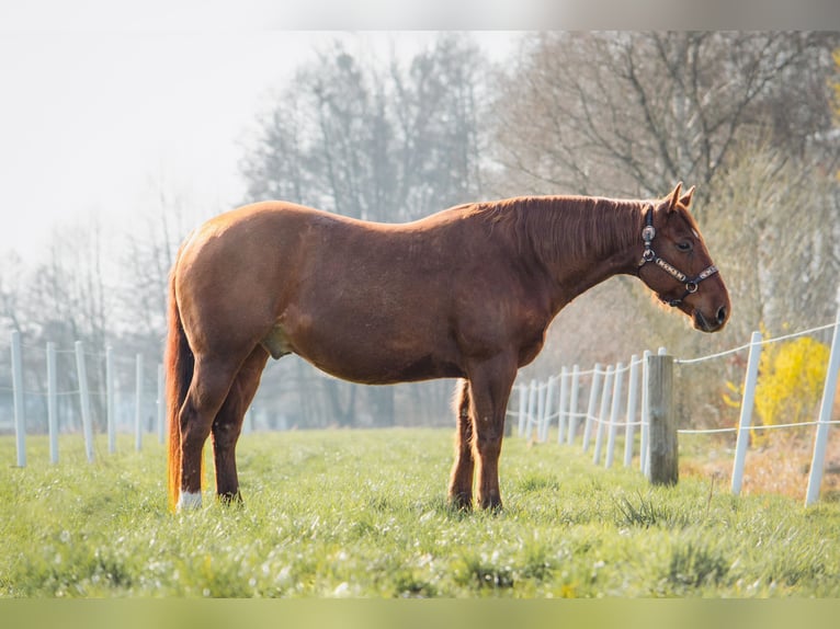 American Quarter Horse Gelding 10 years 14,2 hh Chestnut-Red in Trüben