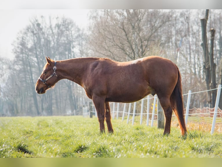 American Quarter Horse Gelding 10 years 14,2 hh Chestnut-Red in Trüben