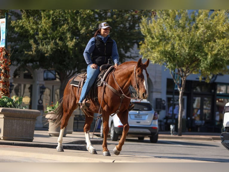 American Quarter Horse Gelding 10 years 14,2 hh Chestnut in Granbury tx