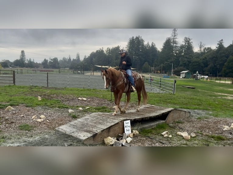 American Quarter Horse Gelding 10 years 14,2 hh Chestnut in Paicines CA