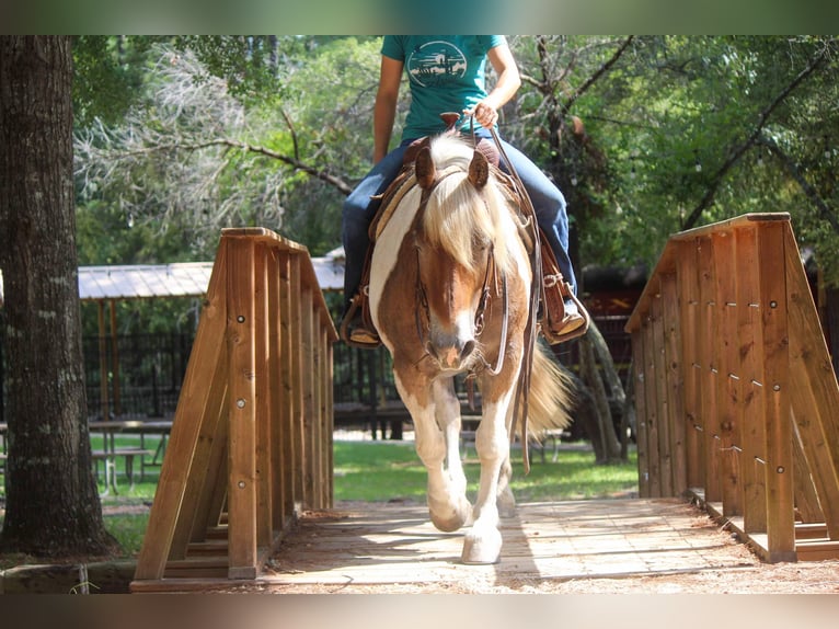 American Quarter Horse Gelding 10 years 14,2 hh Chestnut in Rusk TX