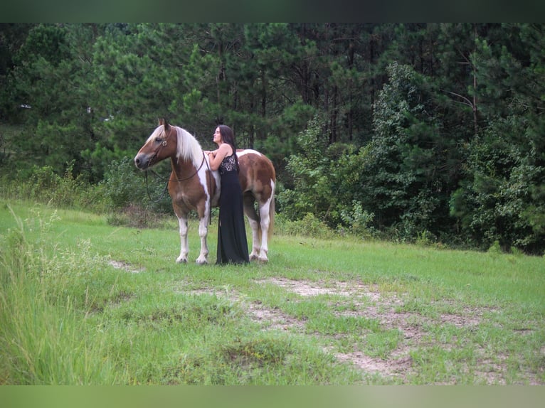 American Quarter Horse Gelding 10 years 14,2 hh Chestnut in Rusk TX