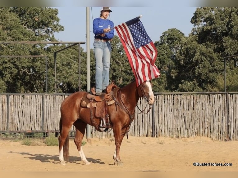 American Quarter Horse Gelding 10 years 14.2 hh Chestnut in Weatherford TX