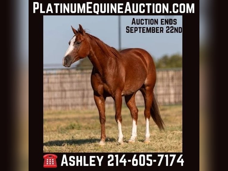 American Quarter Horse Gelding 10 years 14.2 hh Chestnut in Weatherford TX