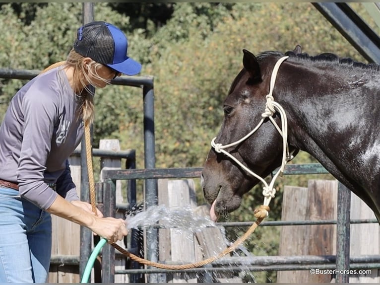 American Quarter Horse Gelding 10 years 14,2 hh Chestnut in Weatherford TX