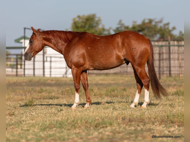 American Quarter Horse Gelding 10 years 14.2 hh Chestnut in Weatherford TX