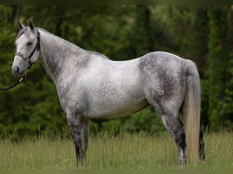 American Quarter Horse Gelding 10 years 14,2 hh Gray-Dapple in Bovina MS