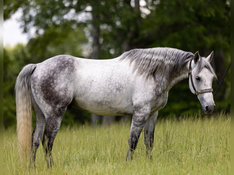 American Quarter Horse Gelding 10 years 14,2 hh Gray-Dapple in Bovina MS