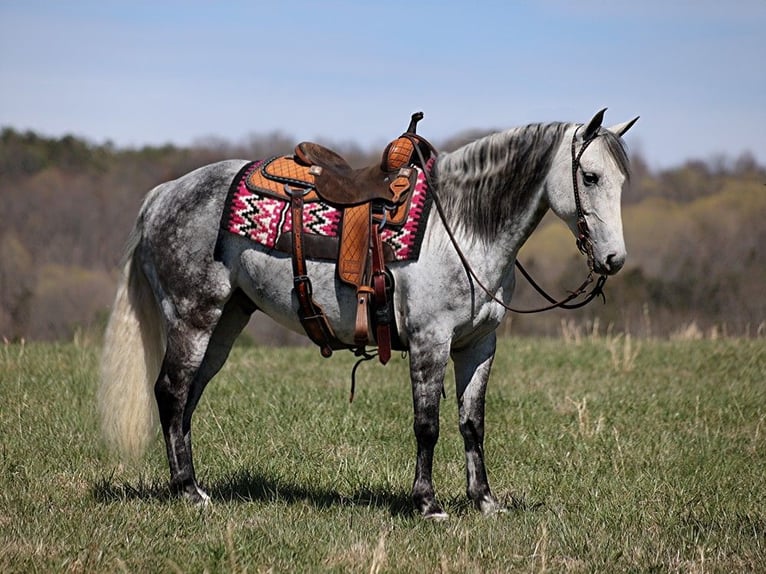 American Quarter Horse Gelding 10 years 14,2 hh Gray-Dapple in BRodhead KY