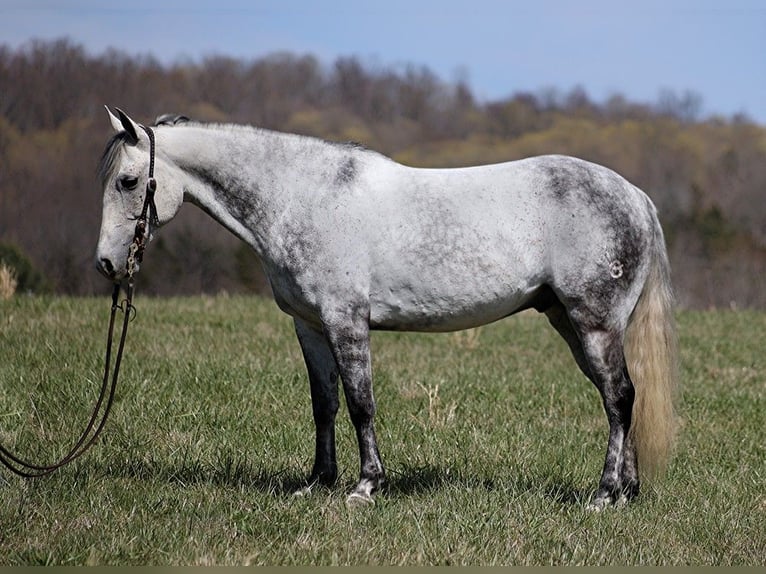 American Quarter Horse Gelding 10 years 14,2 hh Gray-Dapple in BRodhead KY