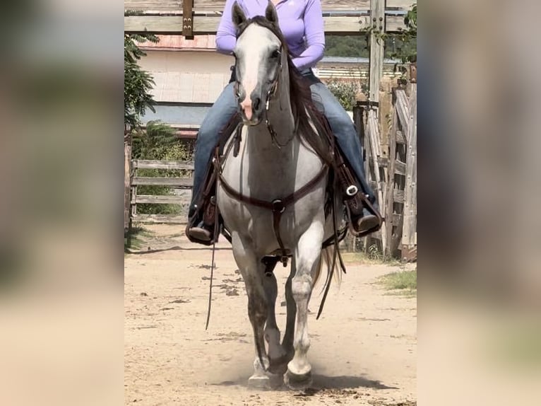 American Quarter Horse Gelding 10 years 14,2 hh Gray in Weatherford TX