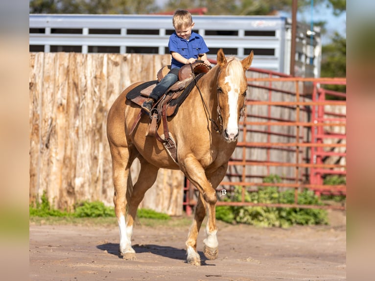 American Quarter Horse Gelding 10 years 14.2 hh Palomino in Troy
