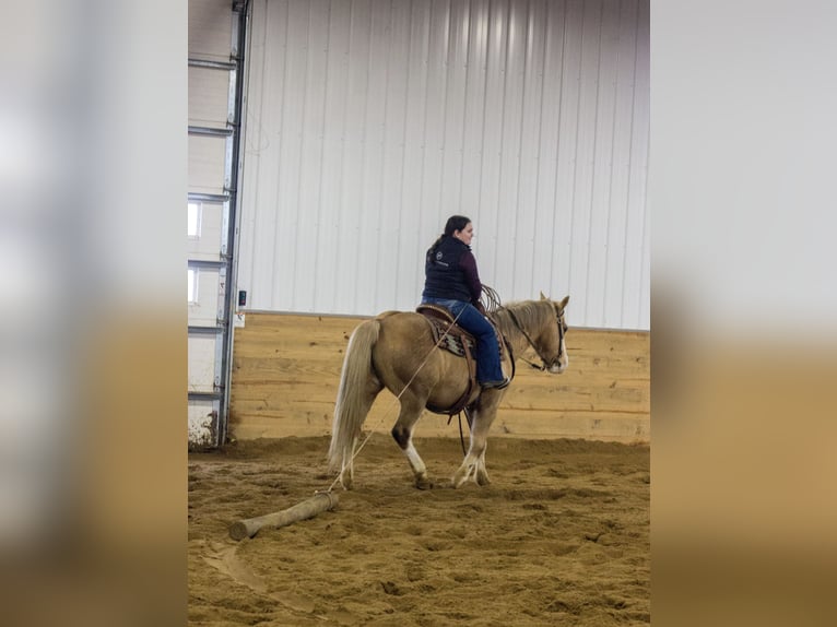 American Quarter Horse Gelding 10 years 14,2 hh Palomino in Bloomfield, IA