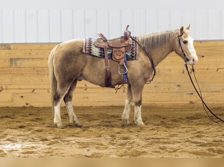 American Quarter Horse Gelding 10 years 14,2 hh Palomino in Bloomfield, IA