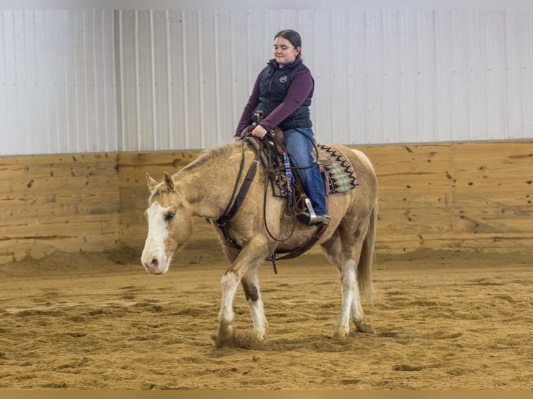 American Quarter Horse Gelding 10 years 14,2 hh Palomino in Bloomfield, IA