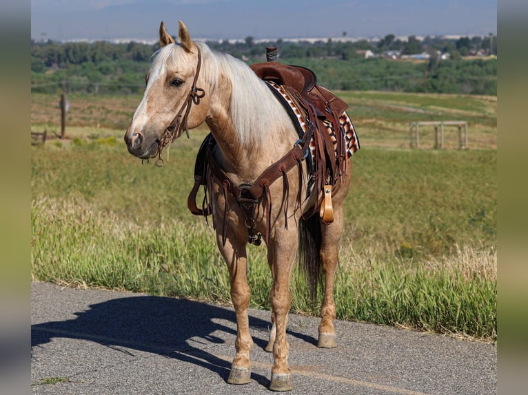 American Quarter Horse Gelding 10 years 14.2 hh Palomino in Norco
