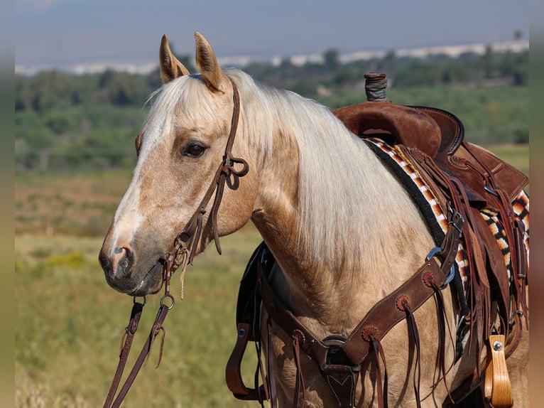 American Quarter Horse Gelding 10 years 14.2 hh Palomino in Norco