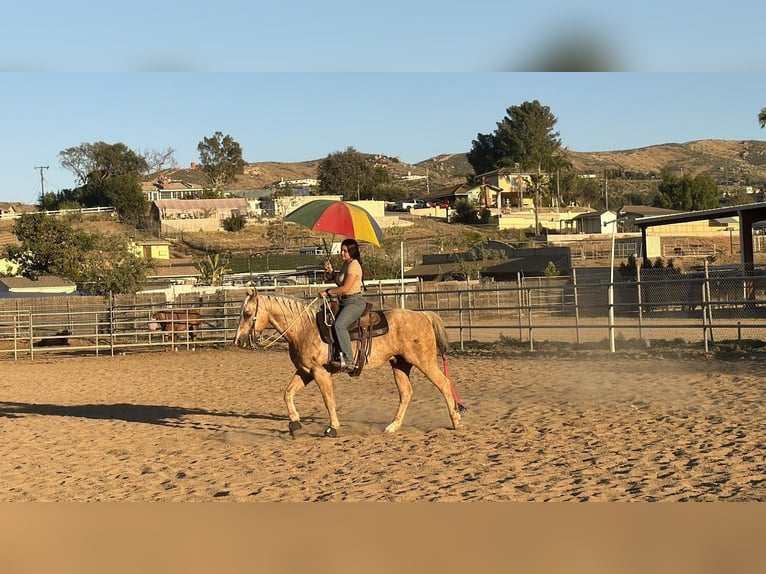American Quarter Horse Gelding 10 years 14.2 hh Palomino in Norco