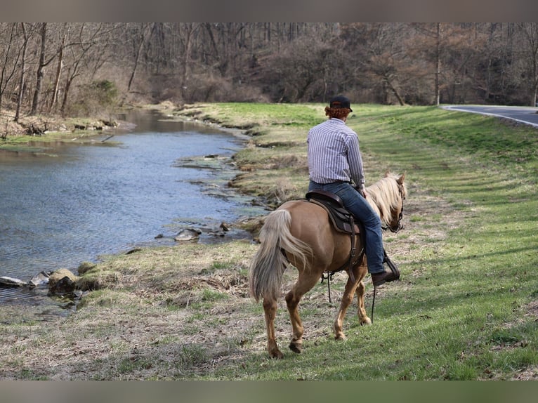 American Quarter Horse Gelding 10 years 14.2 hh Palomino in Mc Connellsburg