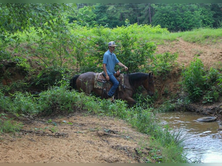 American Quarter Horse Gelding 10 years 14.2 hh Roan-Bay in Rusk