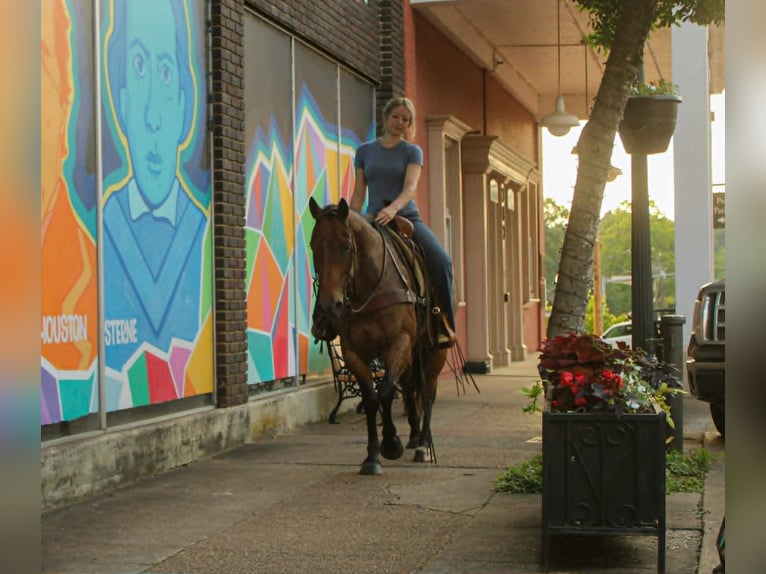 American Quarter Horse Gelding 10 years 14.2 hh Roan-Bay in Rusk
