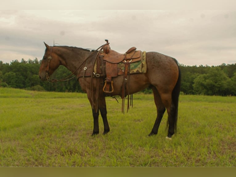 American Quarter Horse Gelding 10 years 14.2 hh Roan-Bay in Rusk