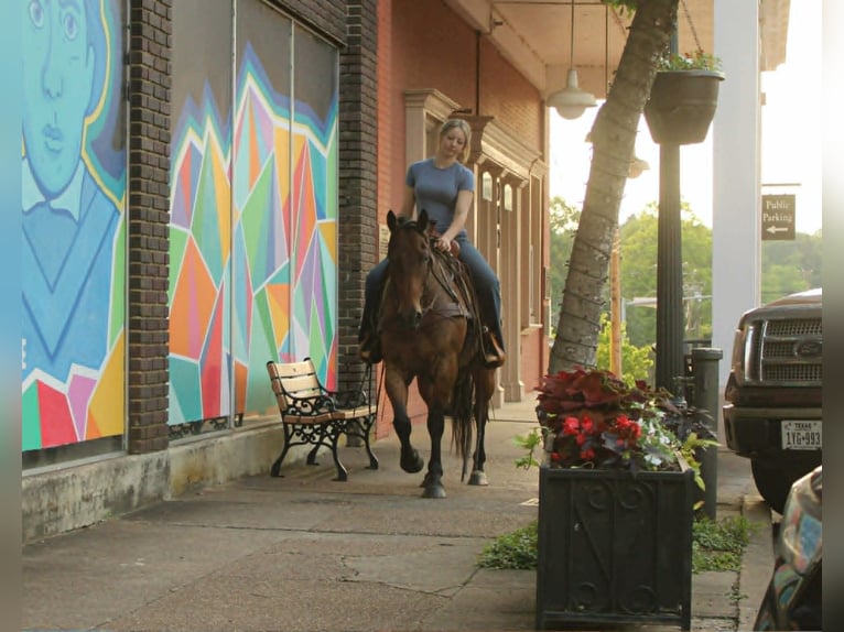 American Quarter Horse Gelding 10 years 14.2 hh Roan-Bay in Rusk
