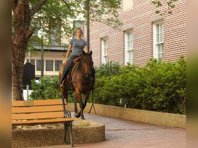 American Quarter Horse Gelding 10 years 14.2 hh Roan-Bay in Rusk