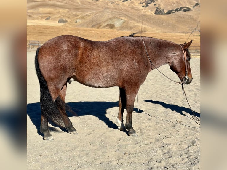 American Quarter Horse Gelding 10 years 14,2 hh Roan-Bay in Bitterwater CA