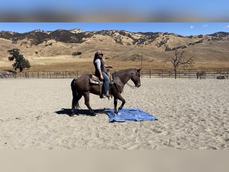 American Quarter Horse Gelding 10 years 14,2 hh Roan-Bay in Bitterwater CA