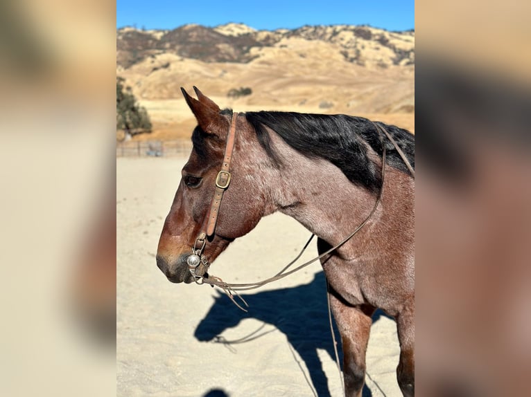 American Quarter Horse Gelding 10 years 14,2 hh Roan-Bay in Bitterwater CA