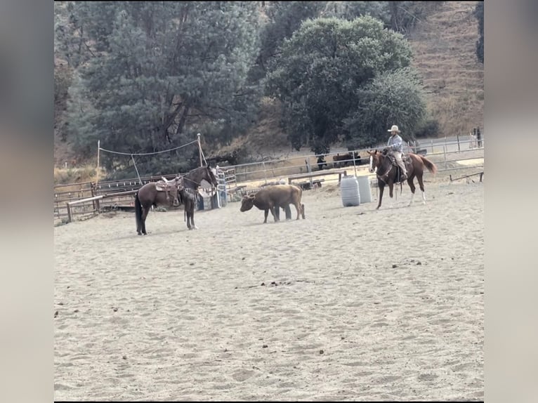 American Quarter Horse Gelding 10 years 14,2 hh Roan-Bay in Bitterwater CA