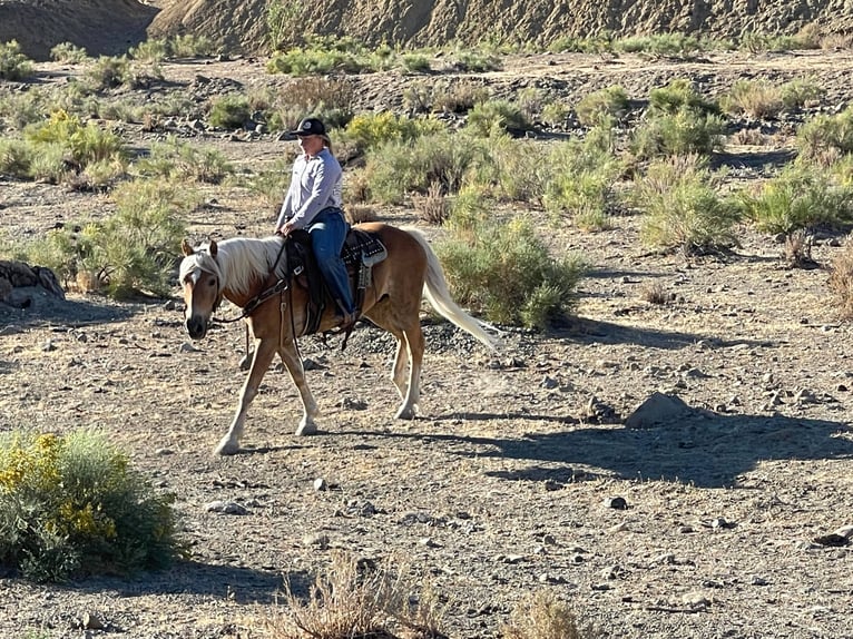 American Quarter Horse Gelding 10 years 14,2 hh Sorrel in Bitterwater CA