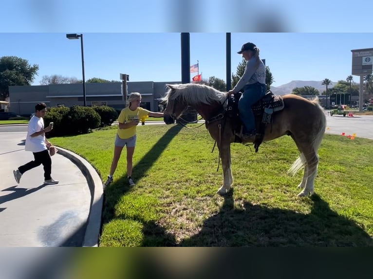 American Quarter Horse Gelding 10 years 14,2 hh Sorrel in Bitterwater CA