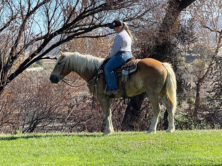 American Quarter Horse Gelding 10 years 14,2 hh Sorrel in Bitterwater CA