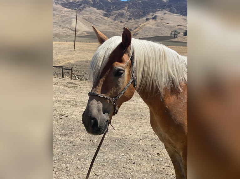 American Quarter Horse Gelding 10 years 14,2 hh Sorrel in Bitterwater CA