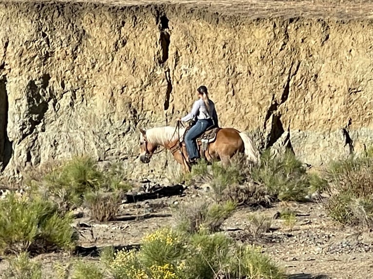 American Quarter Horse Gelding 10 years 14,2 hh Sorrel in Bitterwater CA