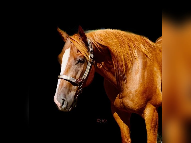 American Quarter Horse Mix Gelding 10 years 14,2 hh Sorrel in Westworth Village, TX