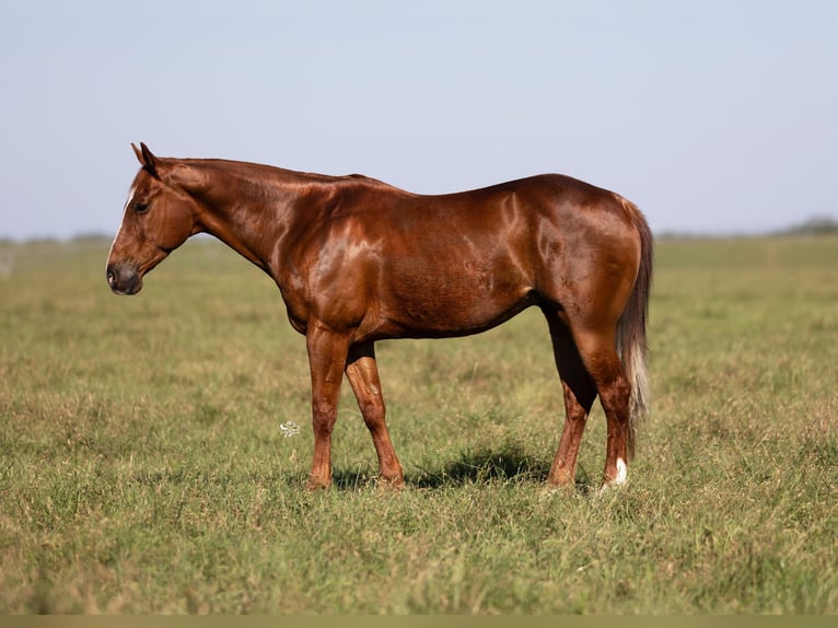 American Quarter Horse Gelding 10 years 14,2 hh Sorrel in Dublin, TX