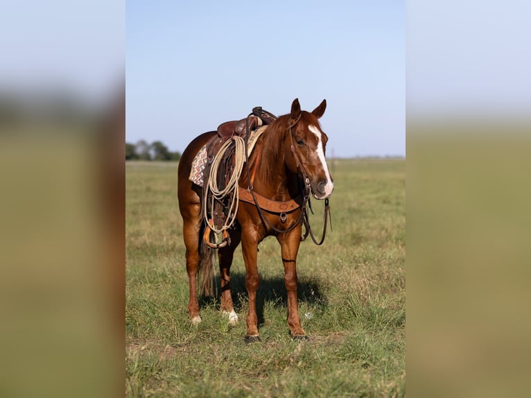 American Quarter Horse Gelding 10 years 14,2 hh Sorrel in Dublin, TX