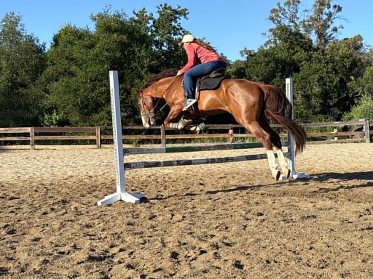 American Quarter Horse Gelding 10 years 14.2 hh Sorrel in King City