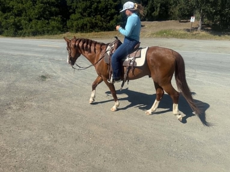 American Quarter Horse Gelding 10 years 14.2 hh Sorrel in King City
