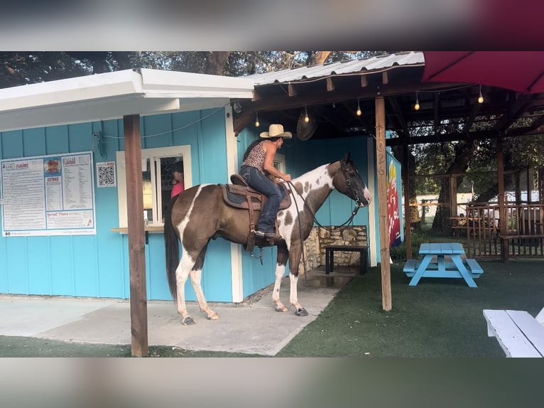 American Quarter Horse Gelding 10 years 14,2 hh Tobiano-all-colors in Lipton TX