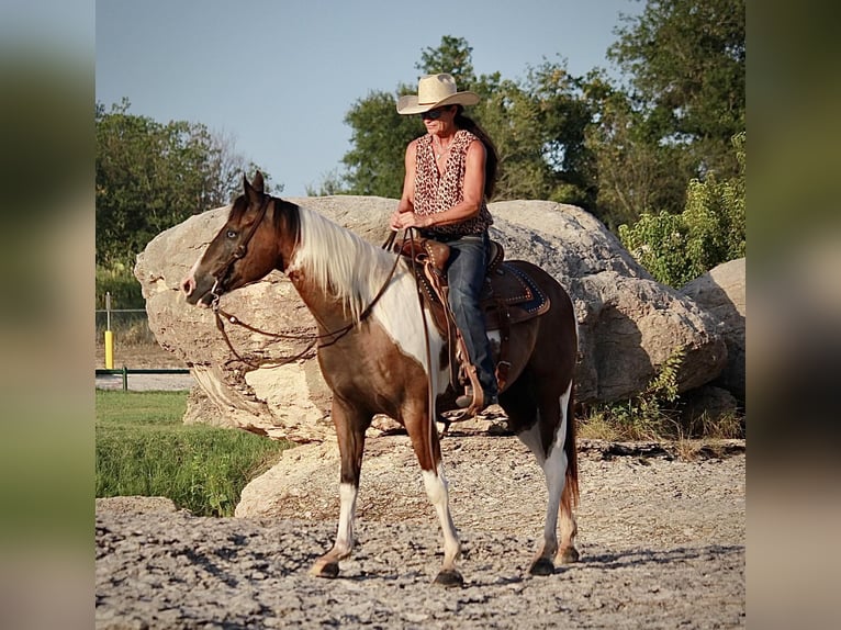 American Quarter Horse Gelding 10 years 14,2 hh Tobiano-all-colors in Lipton TX